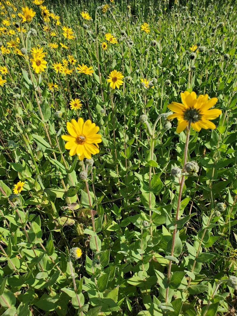 Ashy Sunflower photo 3