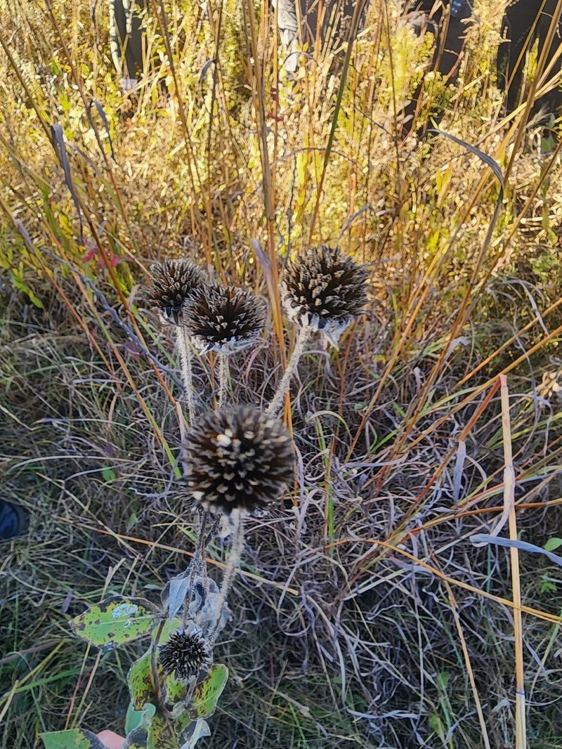 Ashy Sunflower photo 4