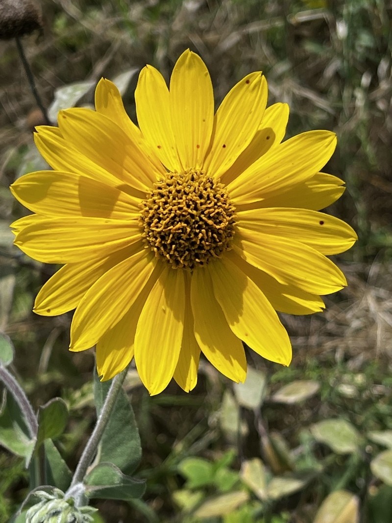 Ashy Sunflower photo 5