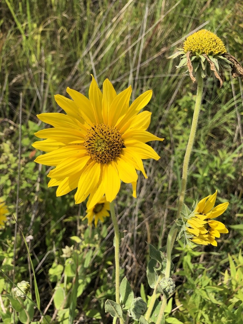 Ashy Sunflower photo 6