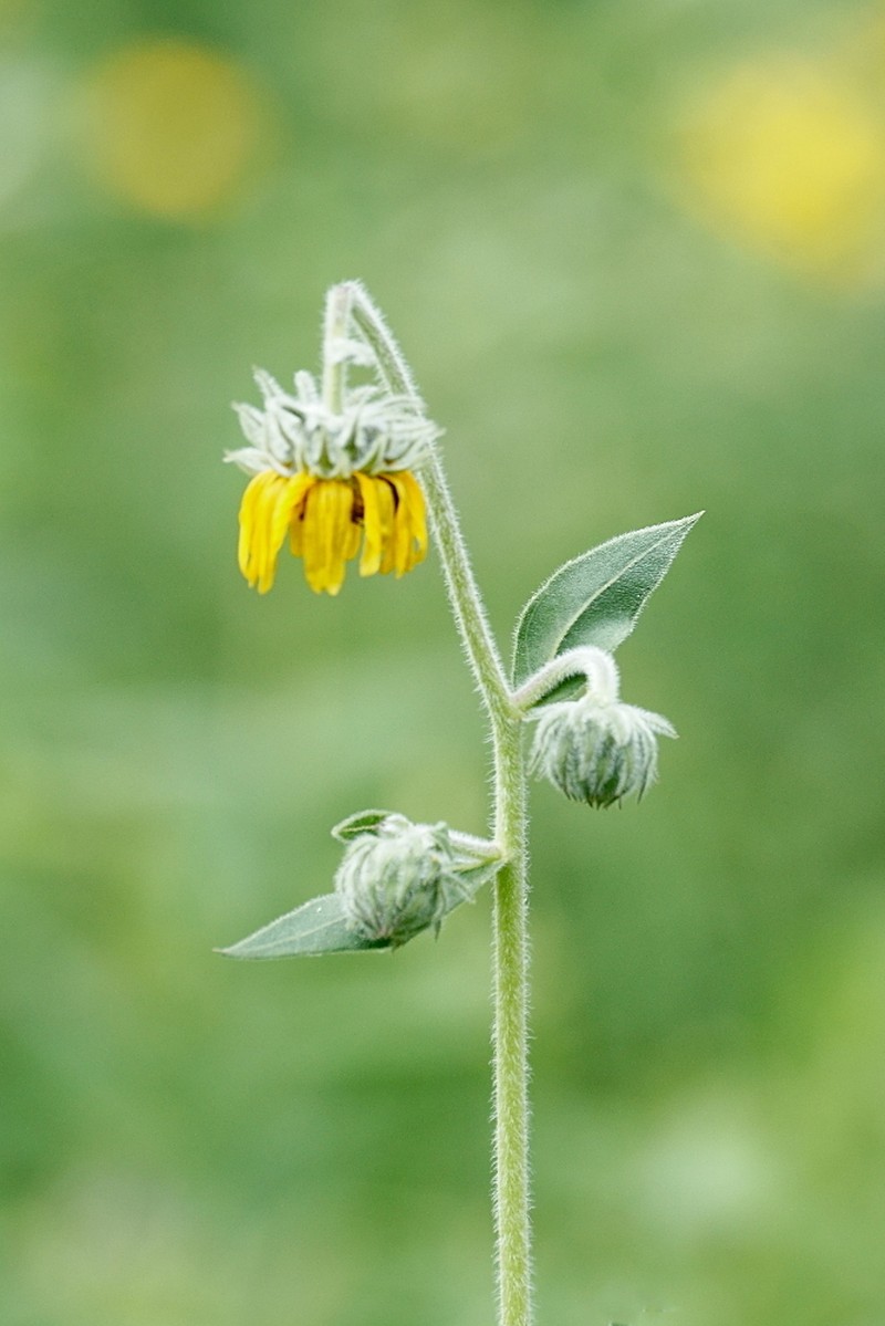 Ashy Sunflower photo 7
