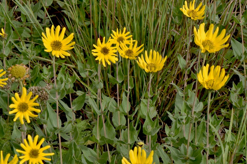 Ashy Sunflower photo 8