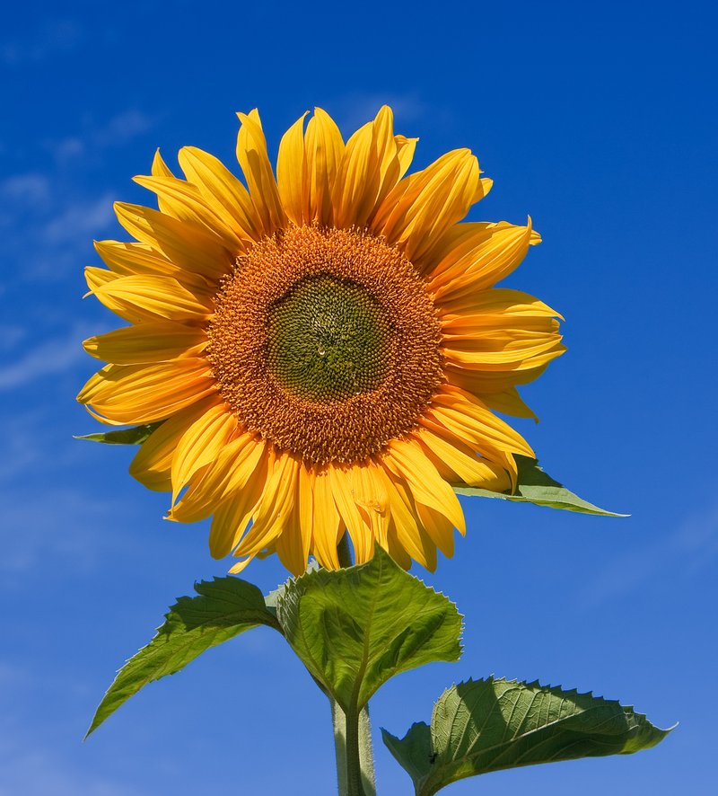 Manyflower Sunflower