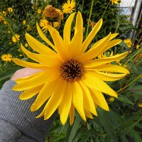 Manyflower Sunflower