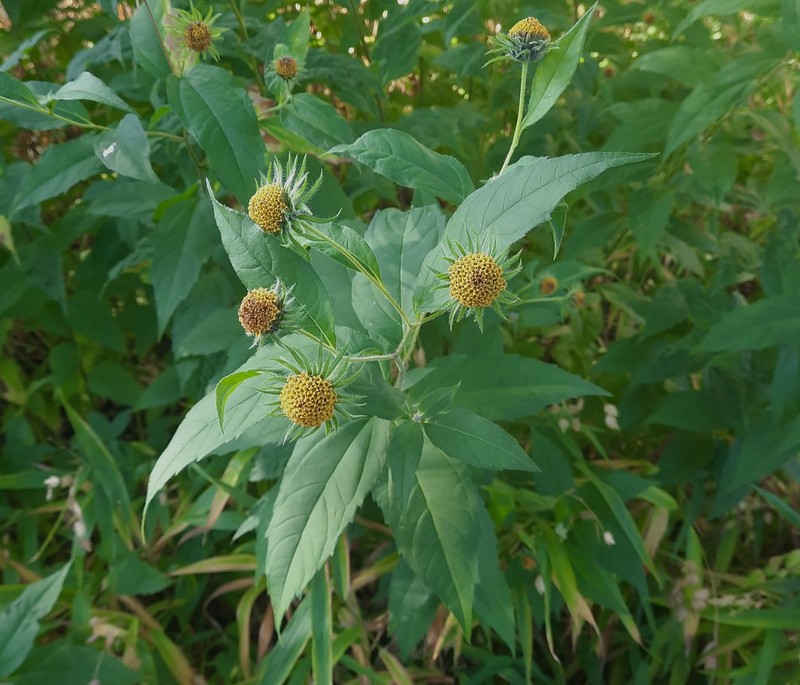 Manyflower Sunflower photo 2