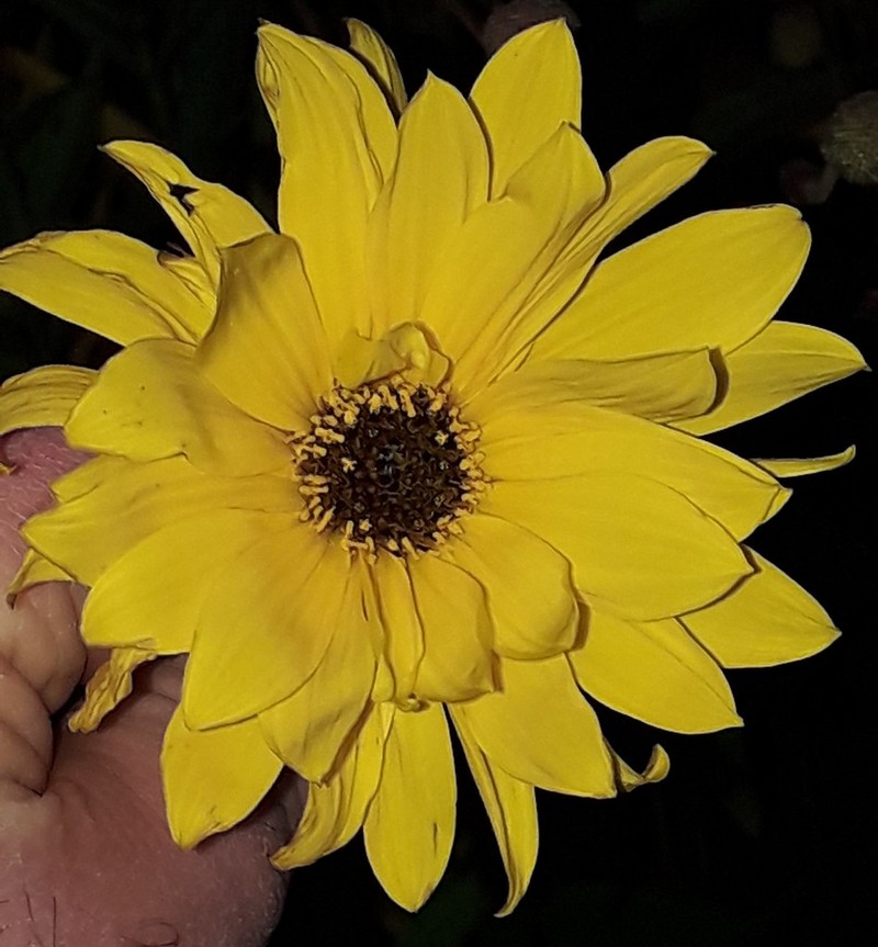 Manyflower Sunflower photo 3