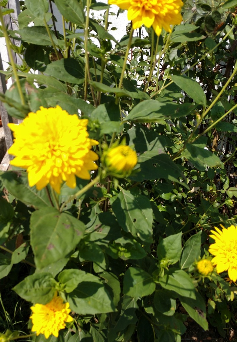 Manyflower Sunflower photo 4