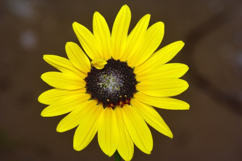 Neglected Sunflower