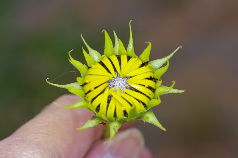 Neglected Sunflower photo 2