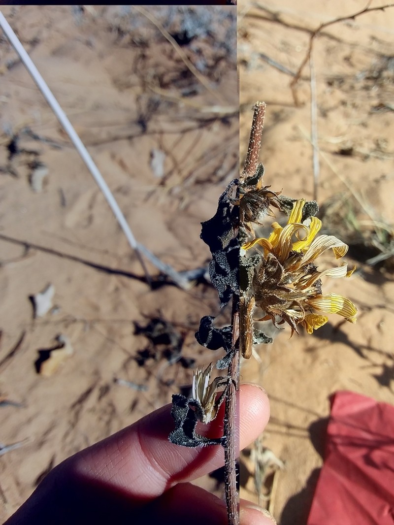 Neglected Sunflower photo 3