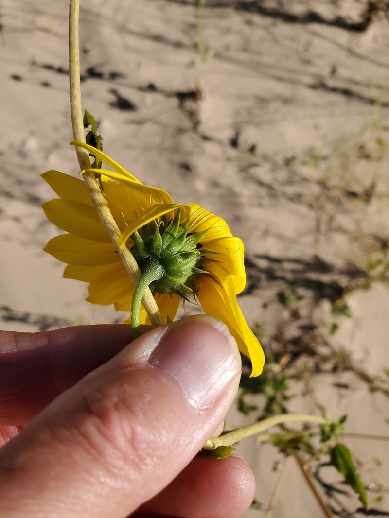Neglected Sunflower photo 4