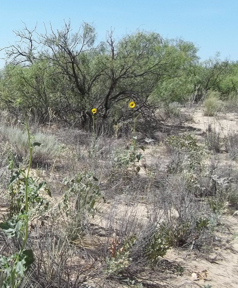 Neglected Sunflower photo 5