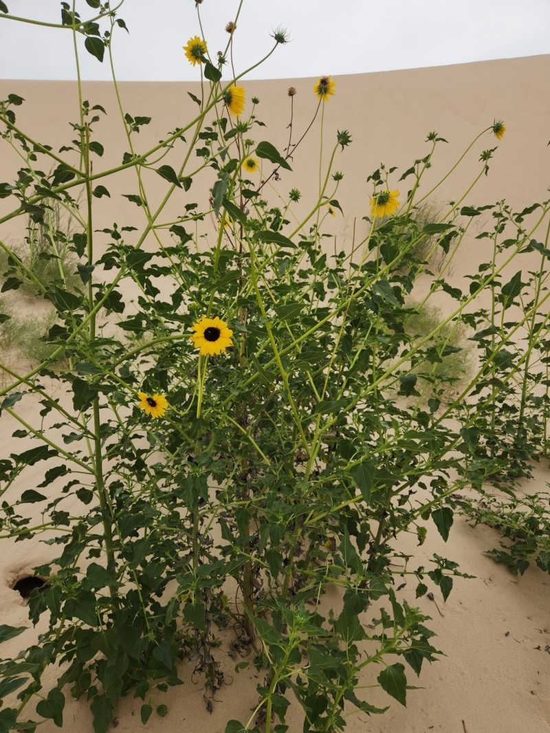 Neglected Sunflower photo 6