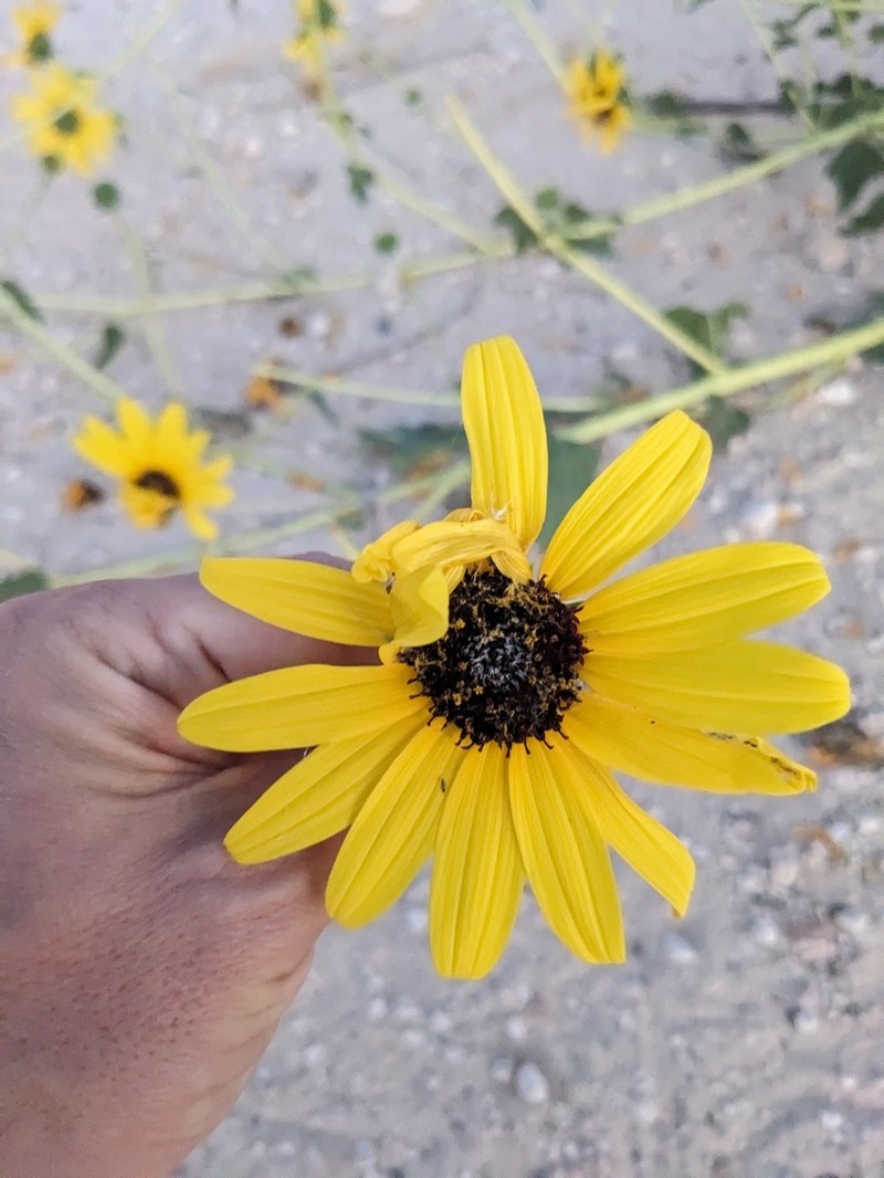 Neglected Sunflower photo 7