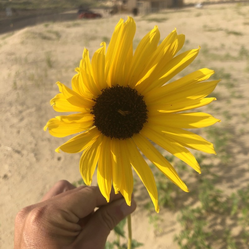 Neglected Sunflower photo 8