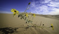 Showy Sunflower