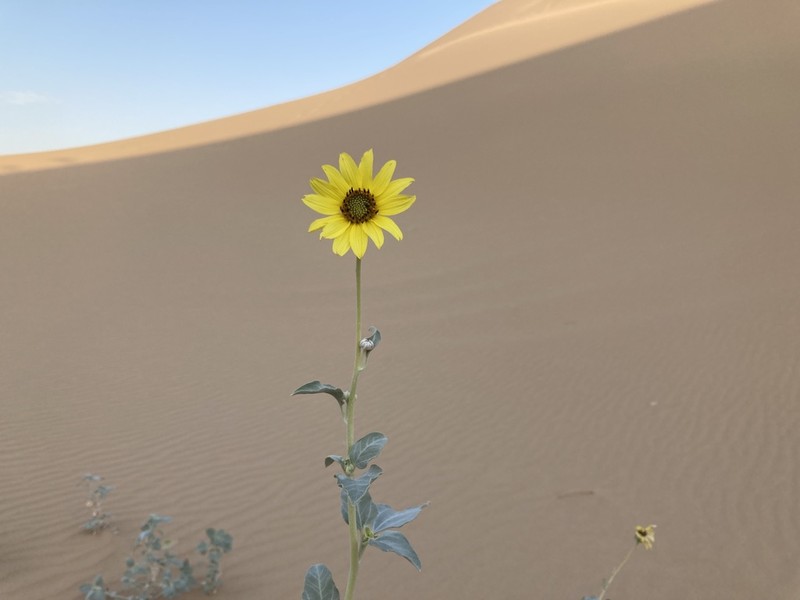Showy Sunflower photo 2