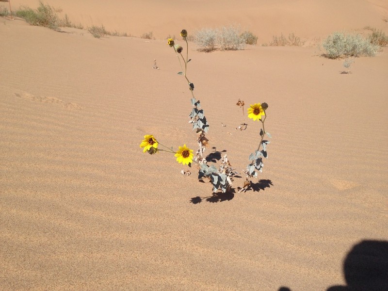 Showy Sunflower photo 3