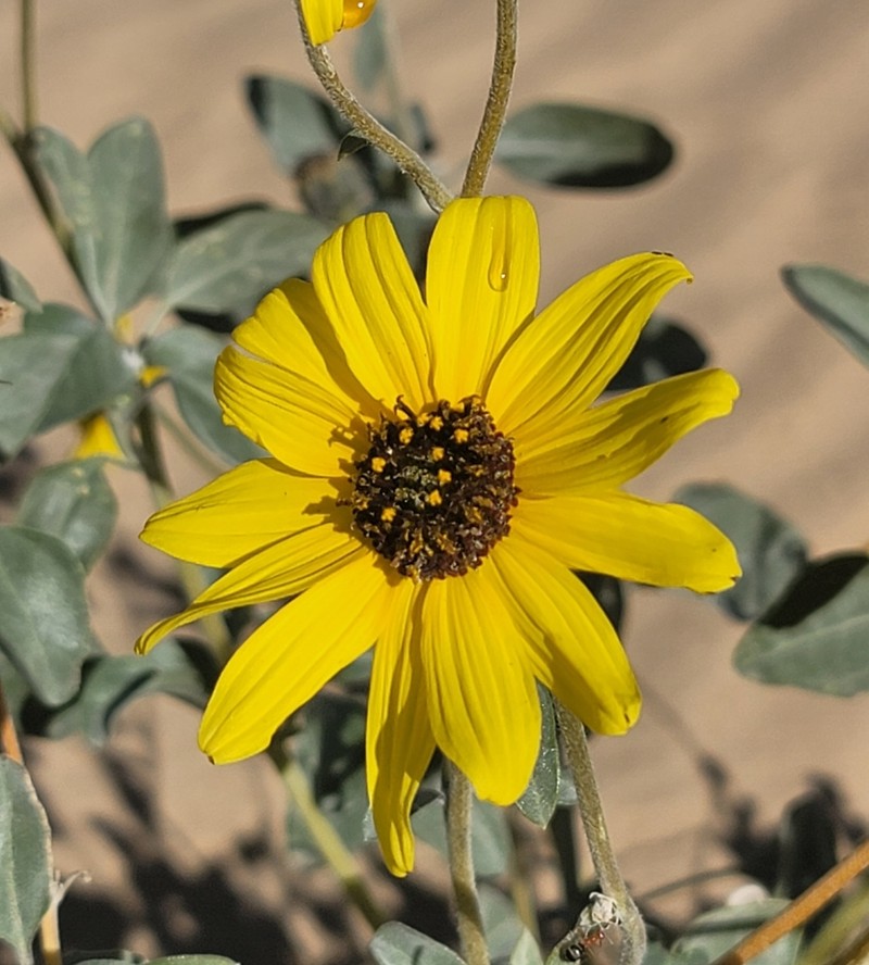 Showy Sunflower photo 4