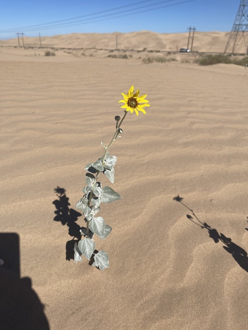 Showy Sunflower photo 6