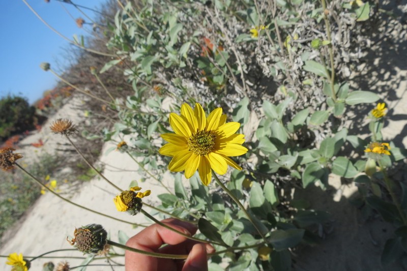 Showy Sunflower photo 7