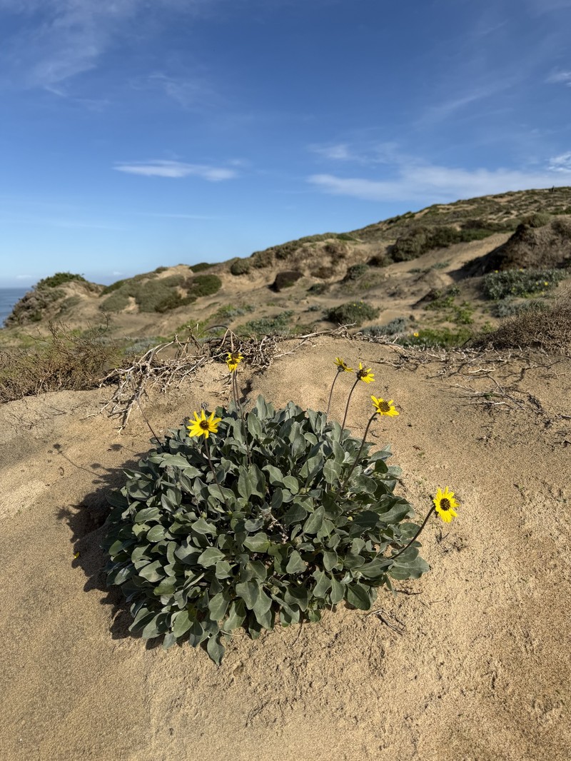Helianthus niveus subsp. niveus