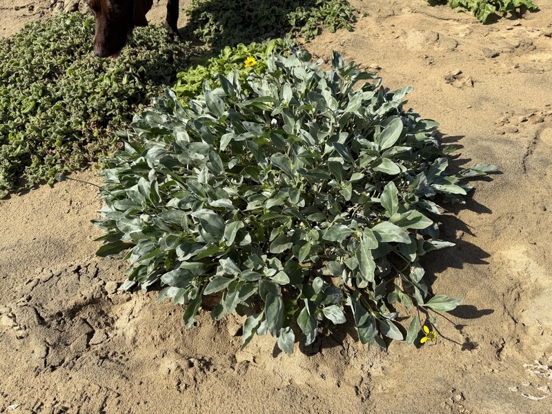 Helianthus niveus subsp. niveus photo 2