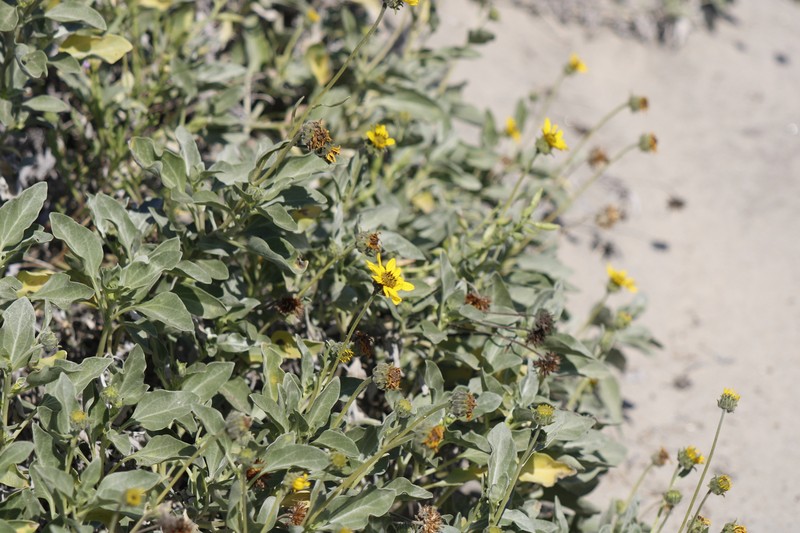 Helianthus niveus subsp. niveus photo 3