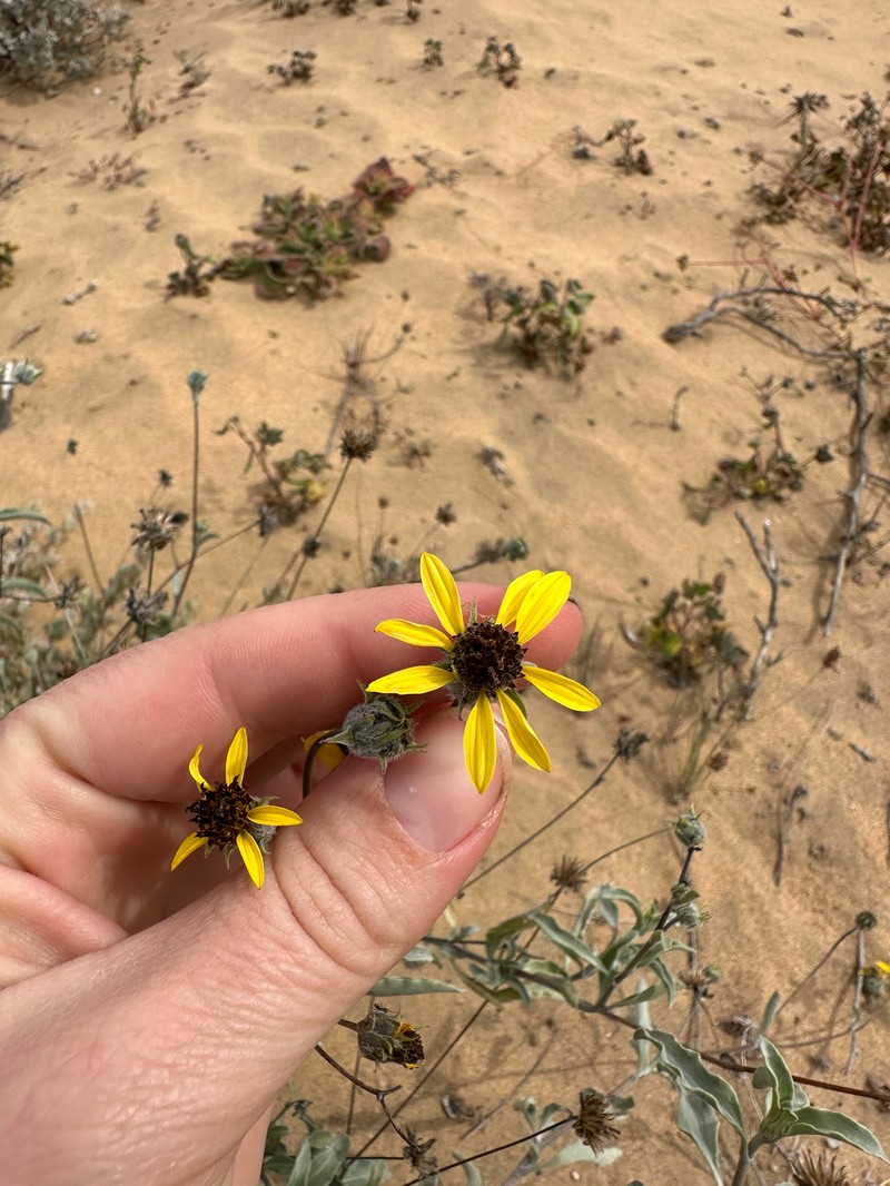 Helianthus niveus subsp. niveus photo 4