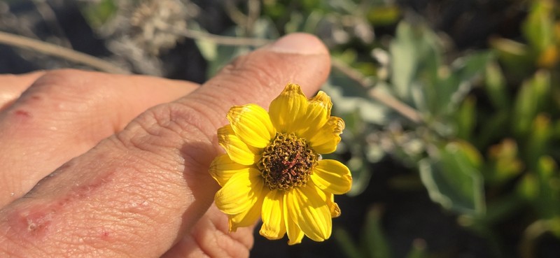 Helianthus niveus subsp. niveus photo 5
