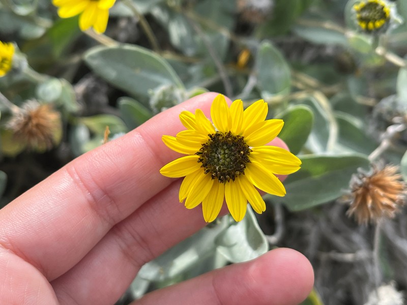Helianthus niveus subsp. niveus photo 6