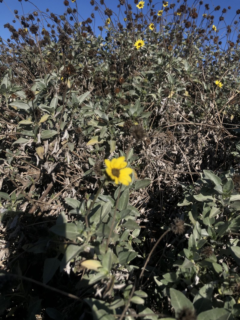 Helianthus niveus subsp. niveus photo 7