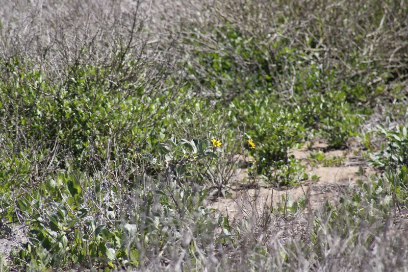 Helianthus niveus subsp. niveus photo 8