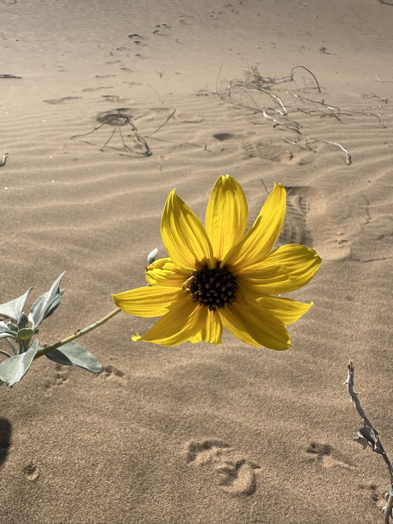 Helianthus niveus subsp. tephrodes
