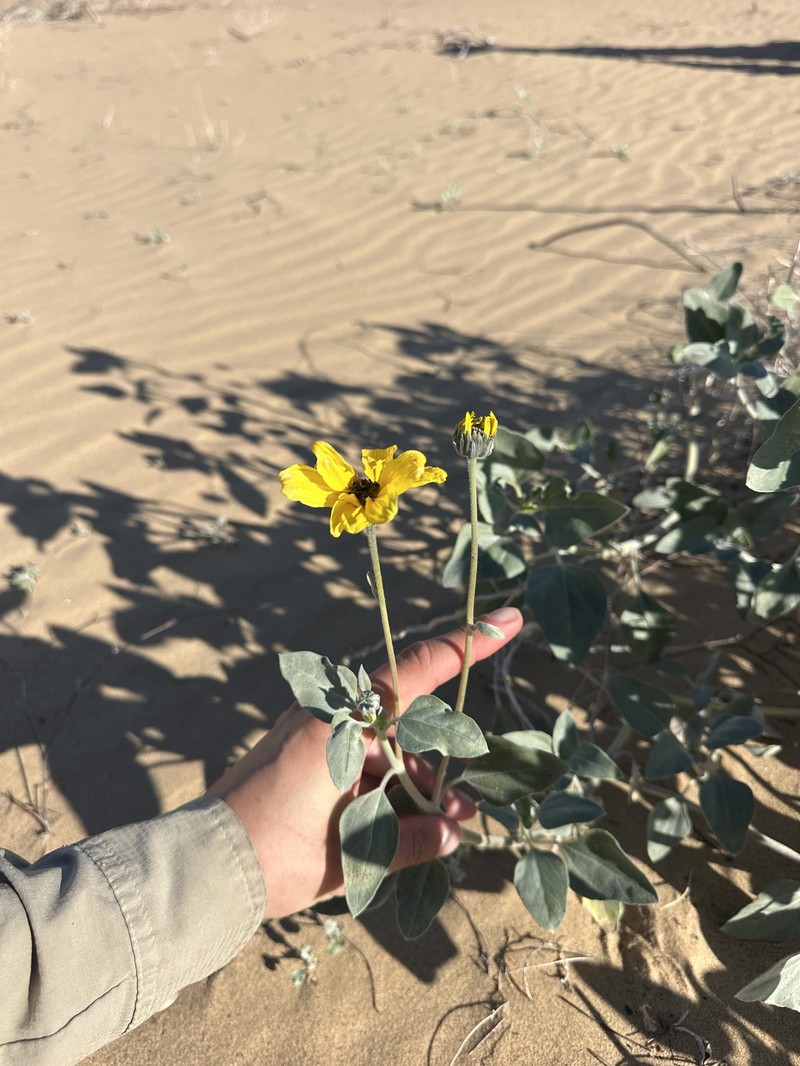 Helianthus niveus subsp. tephrodes photo 3