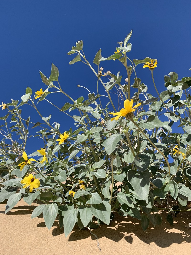 Helianthus niveus subsp. tephrodes photo 4