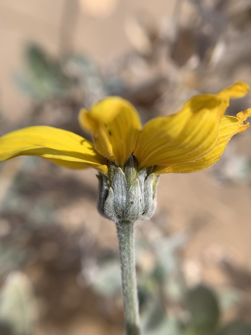 Helianthus niveus subsp. tephrodes photo 8