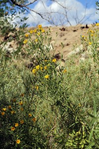 Nuttall's Sunflower