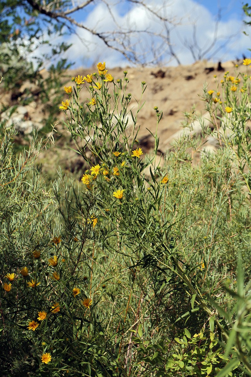 Nuttall's Sunflower