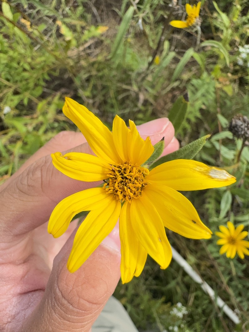 Nuttall's Sunflower photo 3