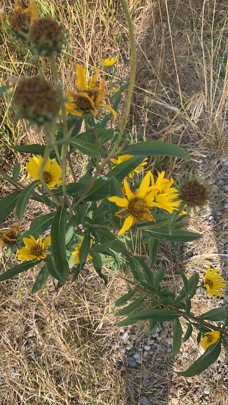 Nuttall's Sunflower photo 4