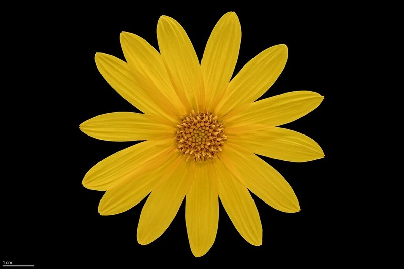 Nuttall's Sunflower photo 5