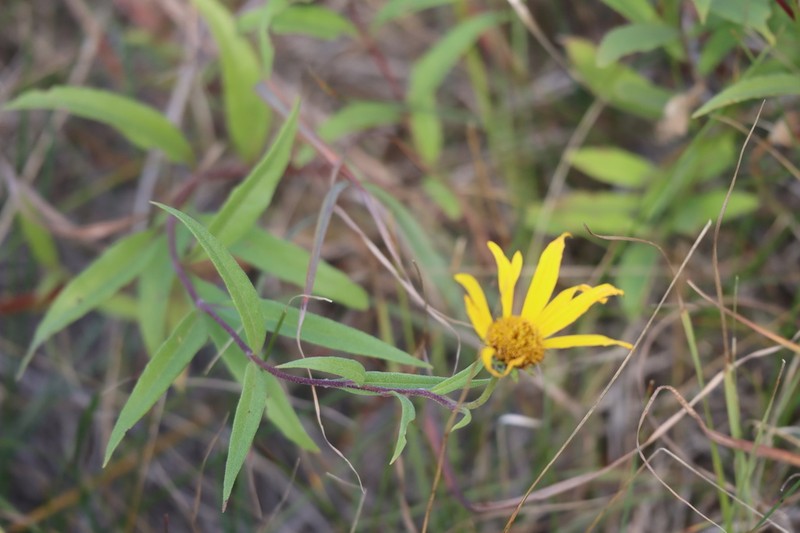 Nuttall's Sunflower photo 6