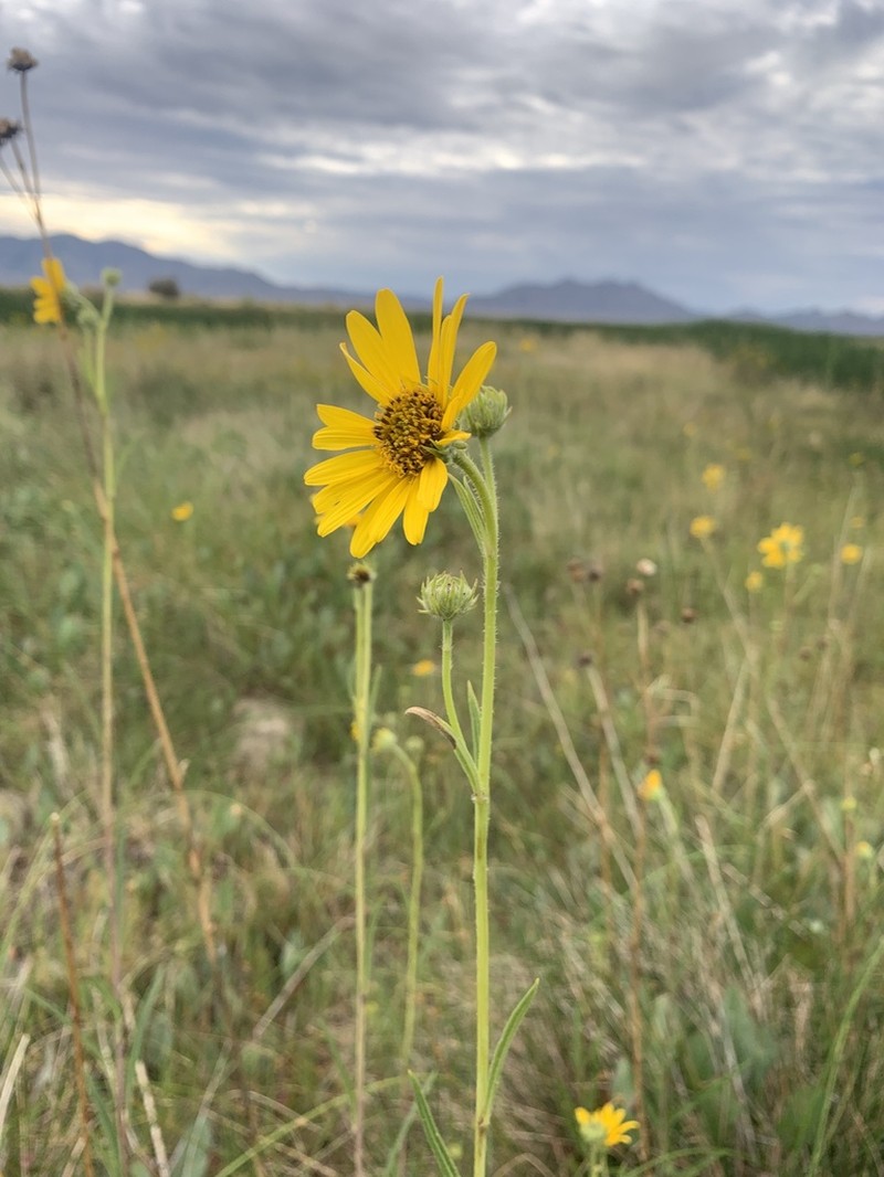 Nuttall's Sunflower photo 7