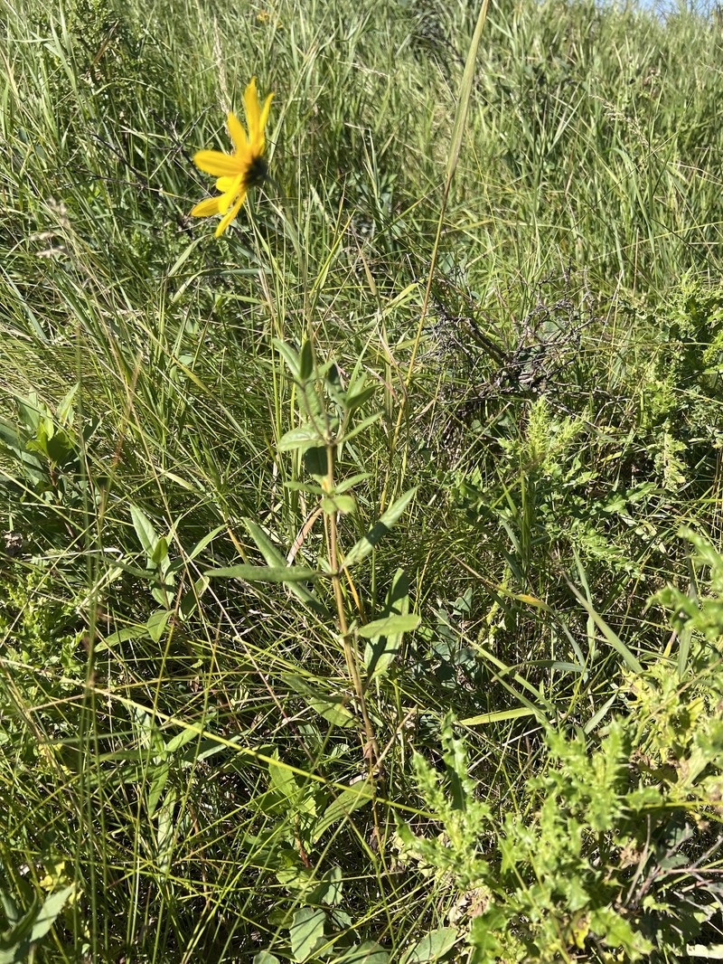 Helianthus nuttallii subsp. nuttallii