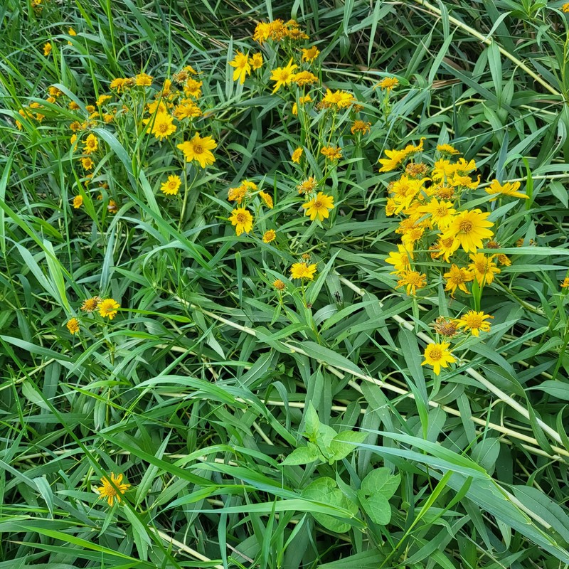 Helianthus nuttallii subsp. nuttallii photo 2