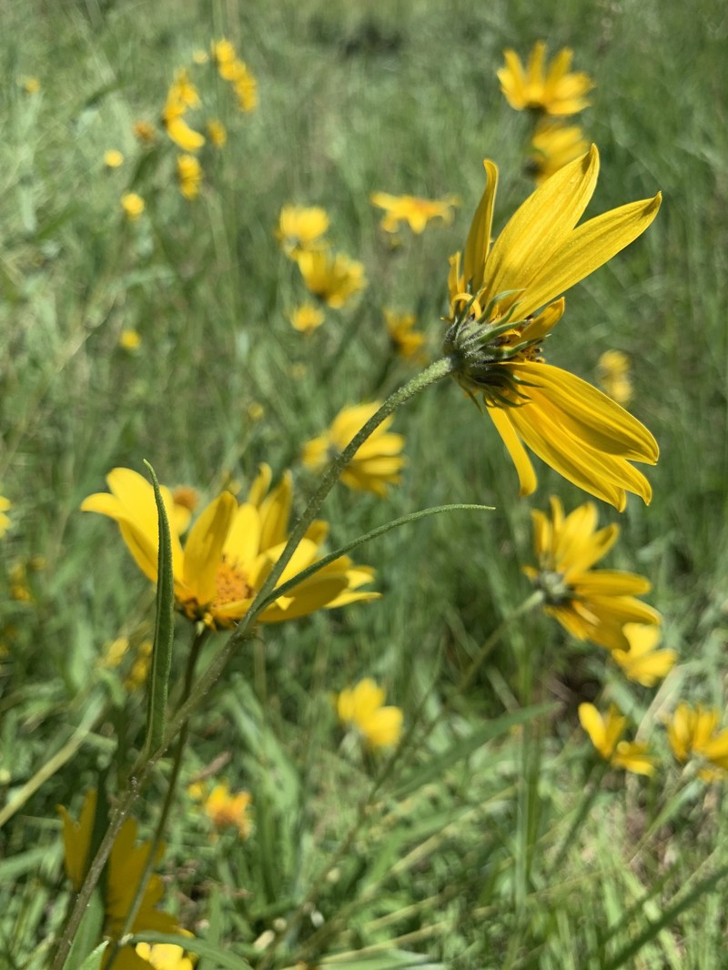 Helianthus nuttallii subsp. nuttallii photo 3