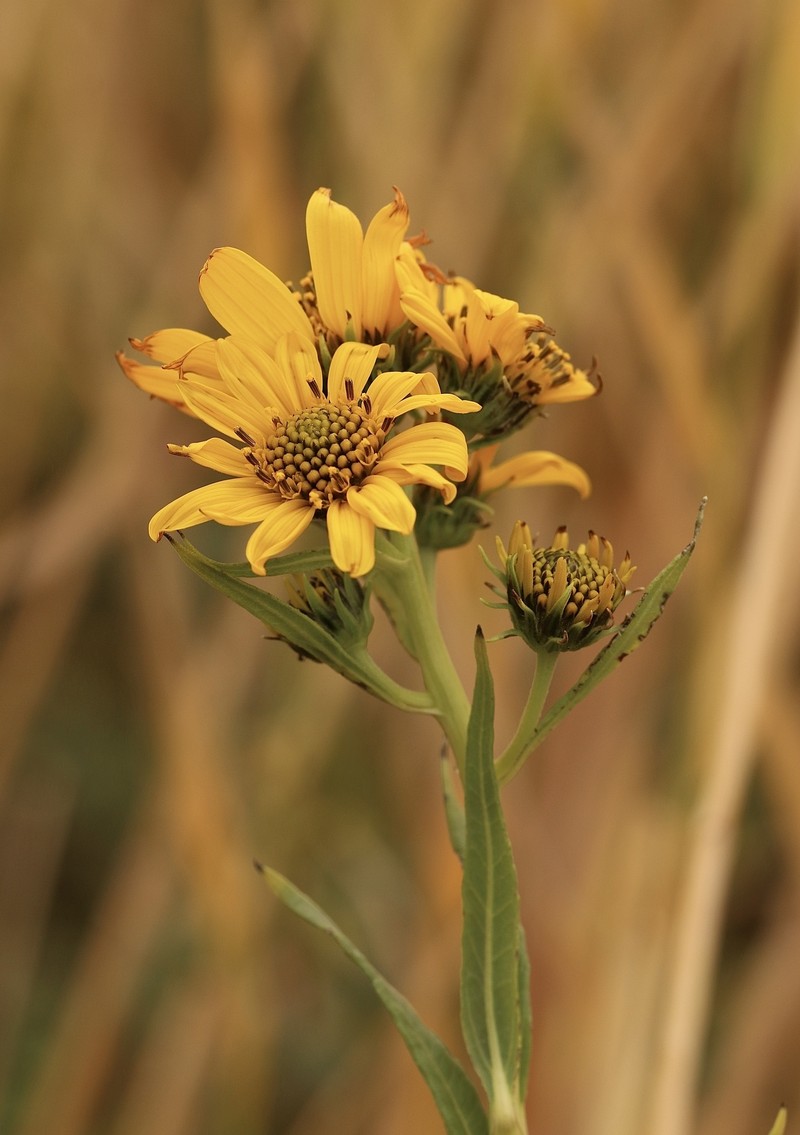 Helianthus nuttallii subsp. nuttallii photo 4