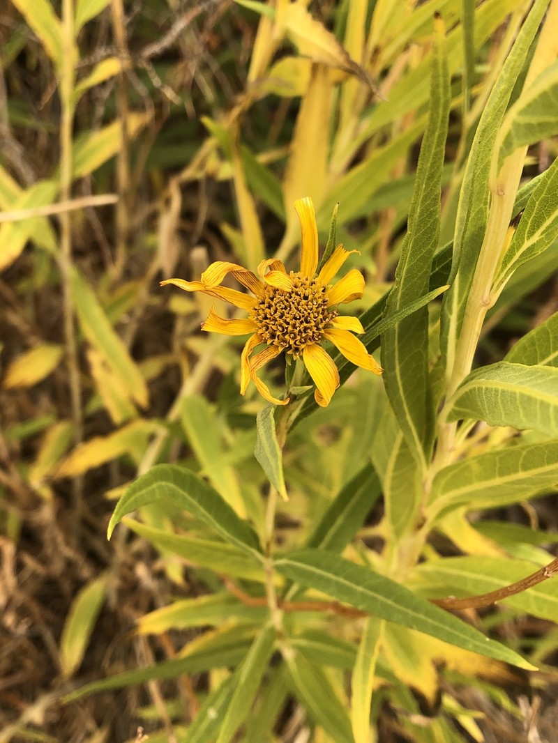 Helianthus nuttallii subsp. nuttallii photo 5