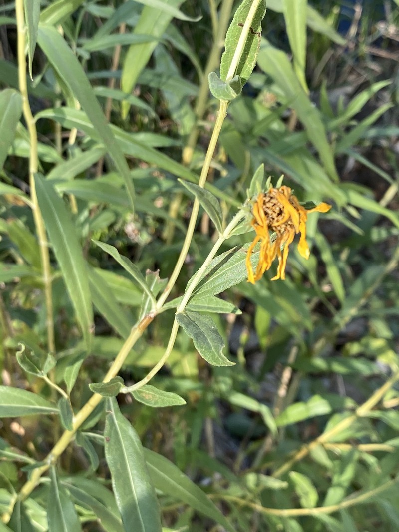 Helianthus nuttallii subsp. nuttallii photo 6